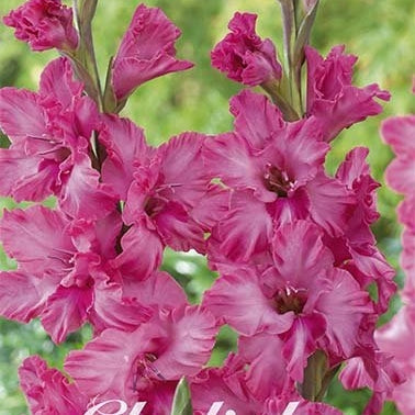 Gladiolus Kingston Ruffle 10-pakning